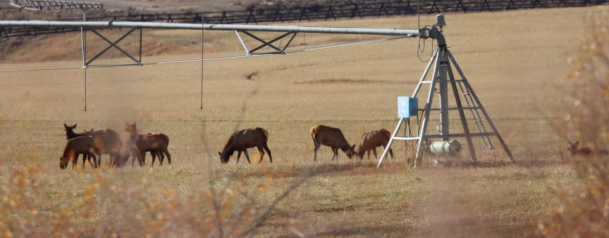 Elk, depredation, Salmon Region