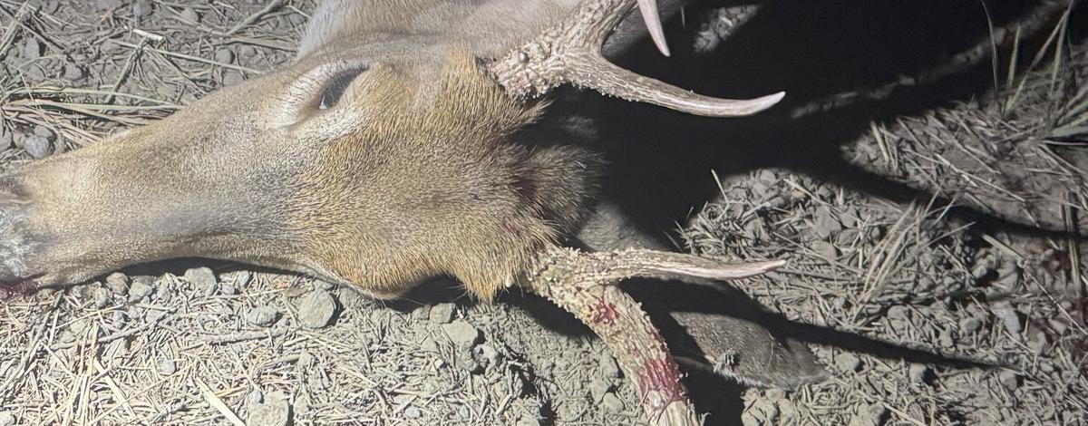 Winchester wasted white-tailed deer