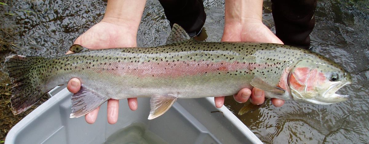 Female steelhead kelt