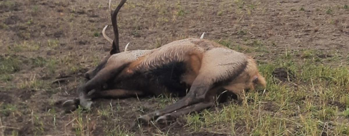 Deceased bull elk lying in a field
