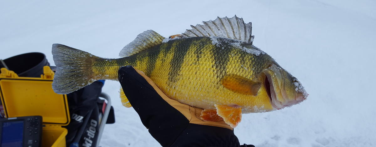 Perch caught January 15, 2019 on Lake Cascade 