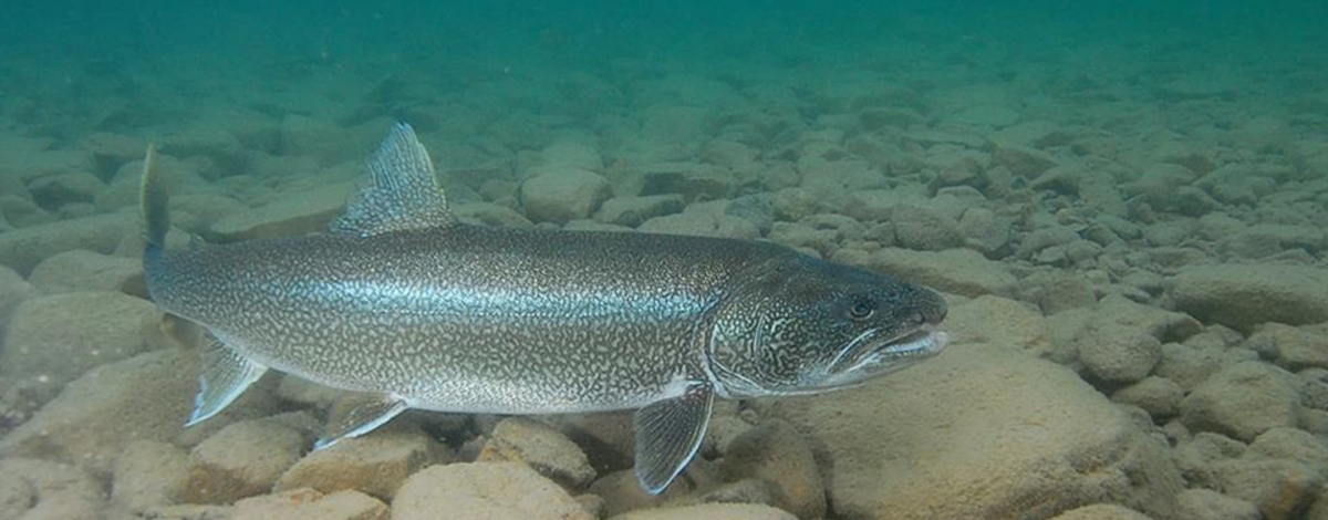 Idaho, Utah wildlife agencies to conduct lake trout research project on  Bear Lake