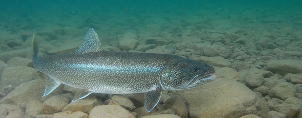 lake_trout