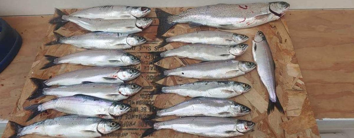 Lake Pend Oreille kokanee catch