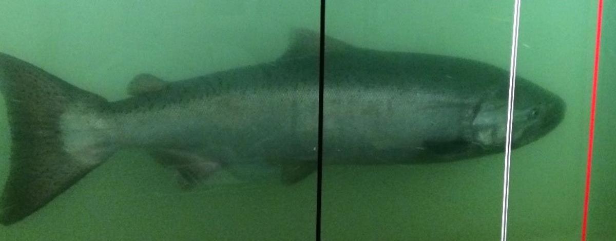 Chinook in window cropped