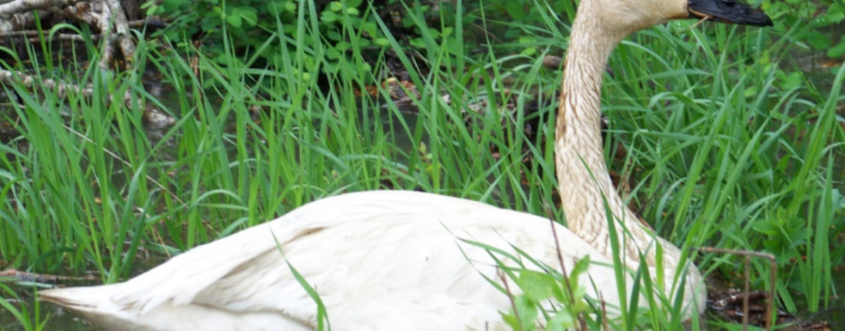 tundra swan