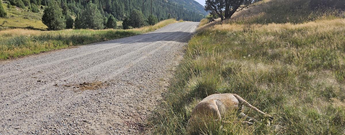 Mule deer doe shot and left to waste on the side of the road