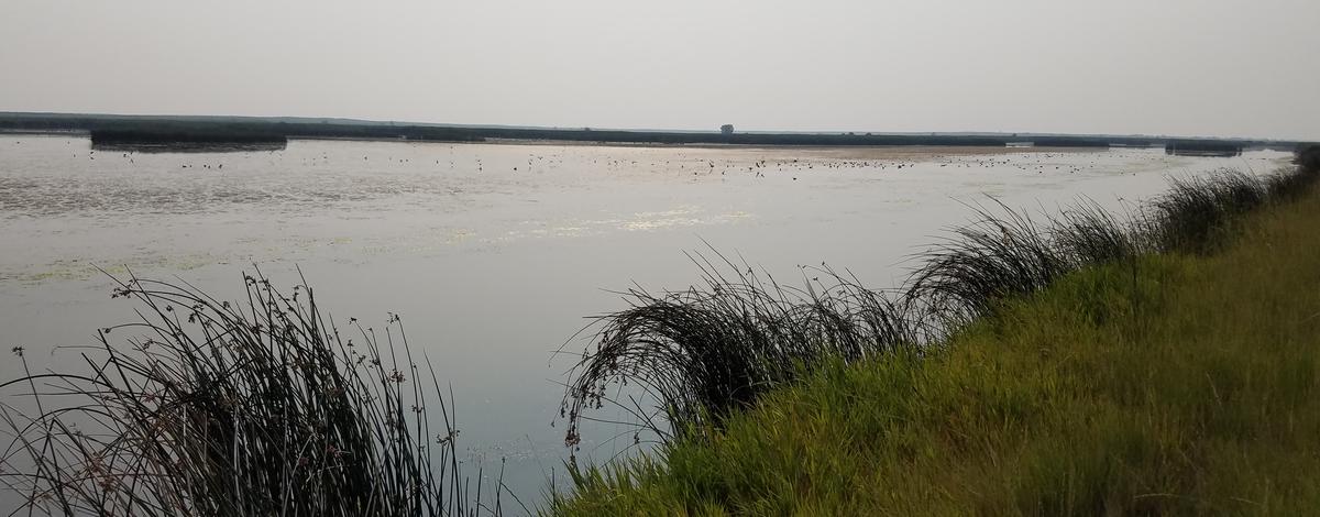 Market Lake Marsh