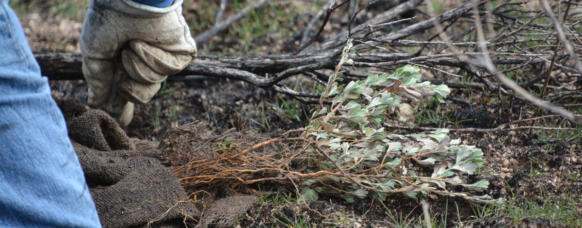 lucky_peak_seedling_planting11