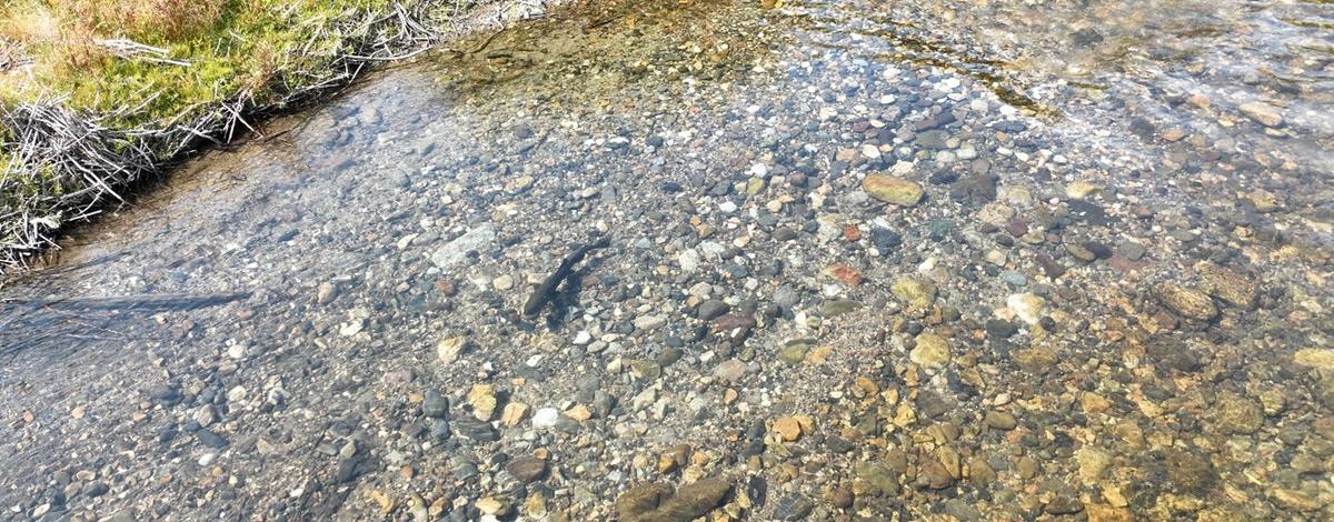 Male Chinook Salmon