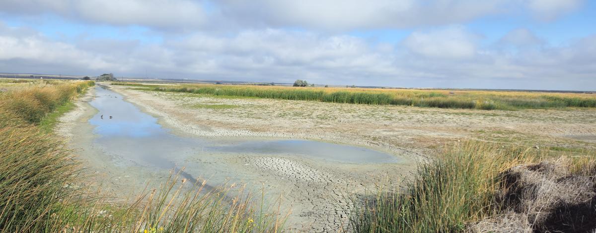 Dry Marsh at Market Lake