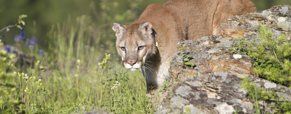 California Fish and Game Commission Grants Mountain Lions