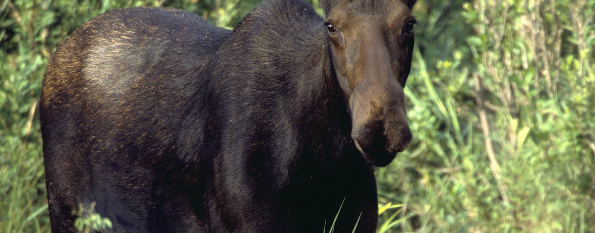 A cow moose standing in brush.