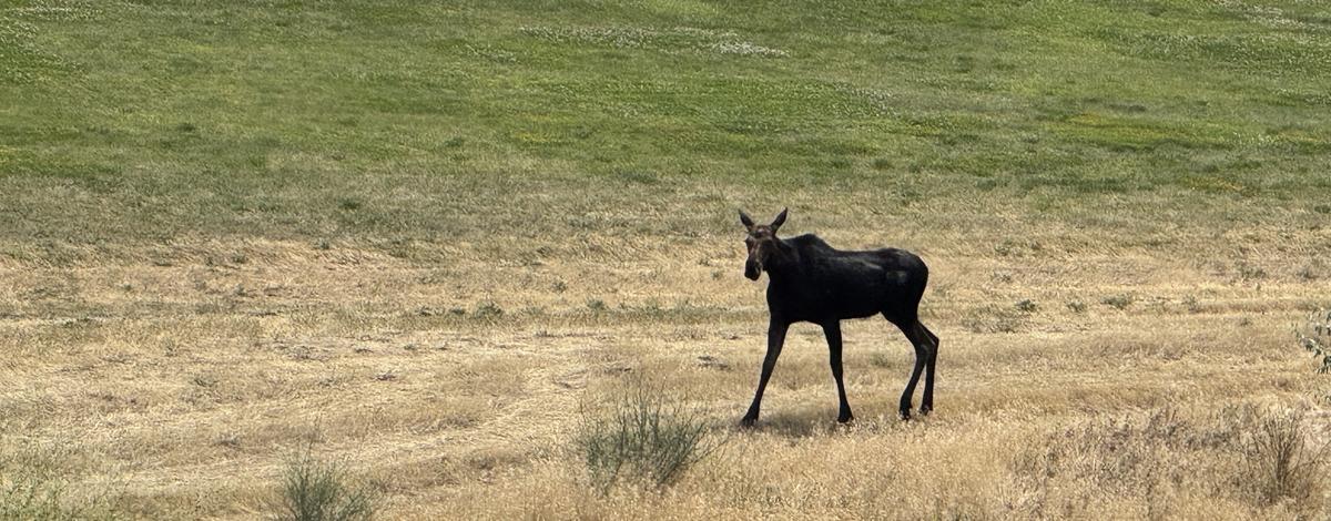 Moose in Lewiston