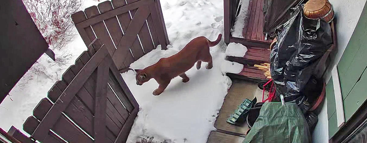 A mountain lion walks through a backyard of a home in Ketchum