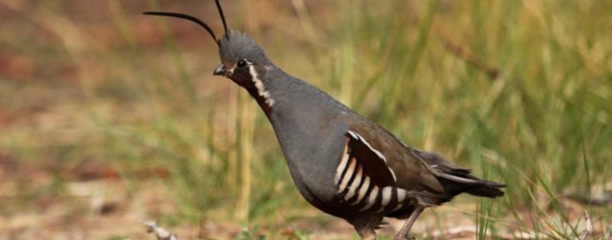 Mountain quail