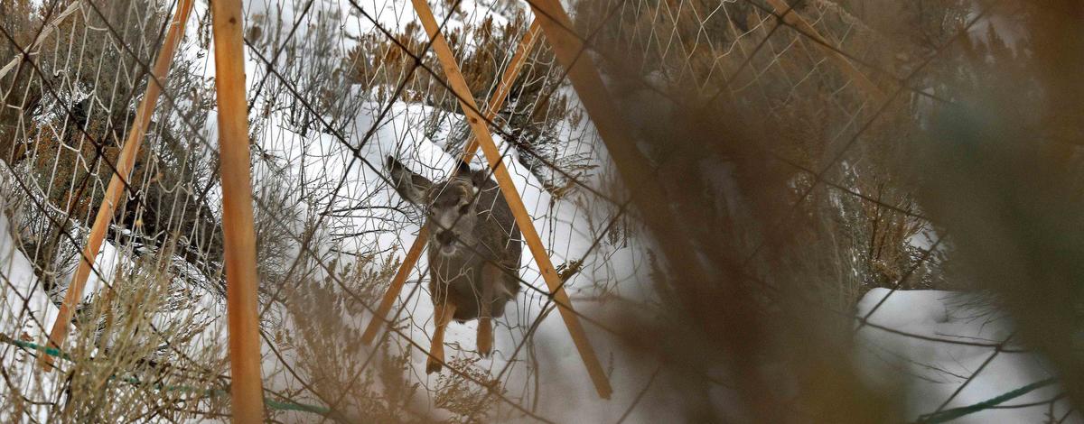 Mule deer fawn runs into a drive net in the Magic Valley Region