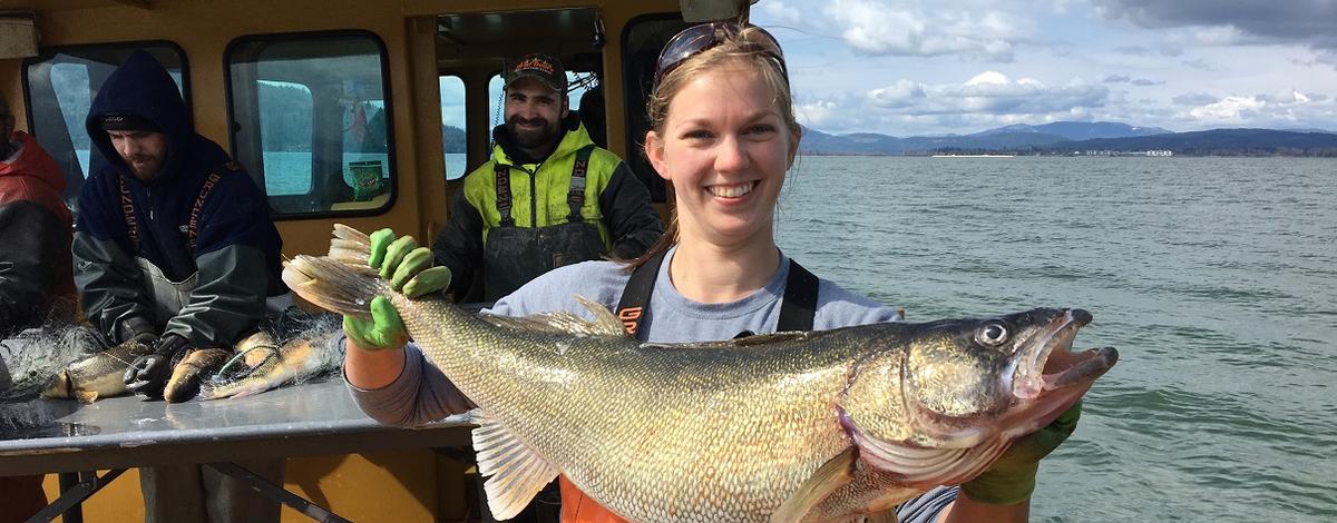 Walleye from Lake Pend Oreille