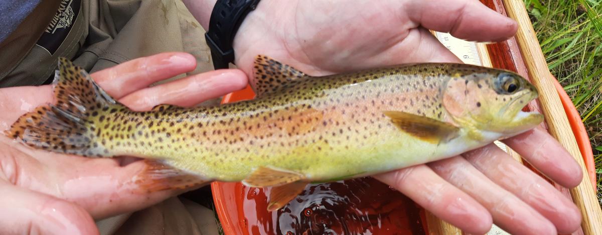 Redband Trout captured in the Wood River Basin