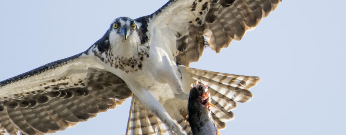 An osprey in flight with a fish in it's talons