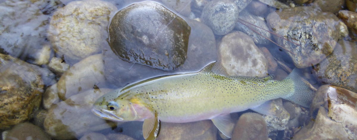 cutthroat trout, Clearwater, North Fork Clearwater, trout