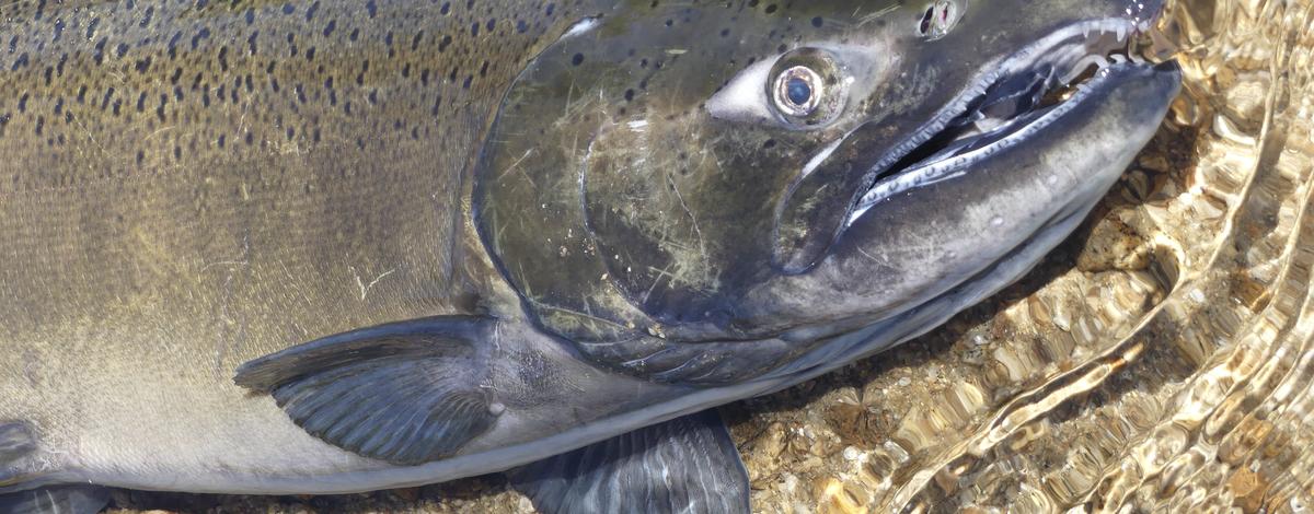 Chinook salmon from the South Fork Salmon River 