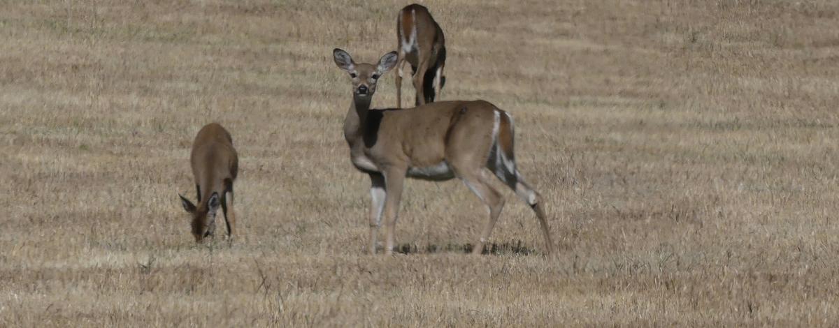 white-tailed deer, whitetails, deer