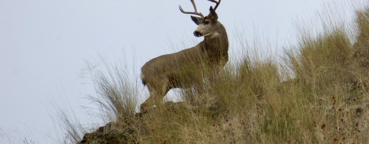 mule deer