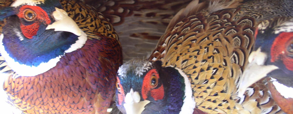 pheasants for release
