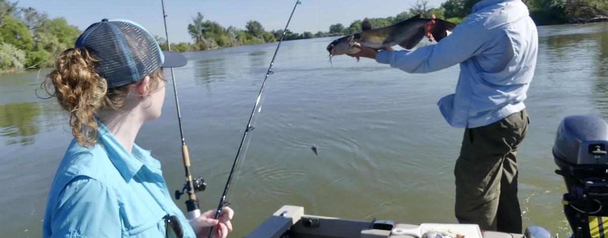 Catfish on the Snake River near Parma. 
