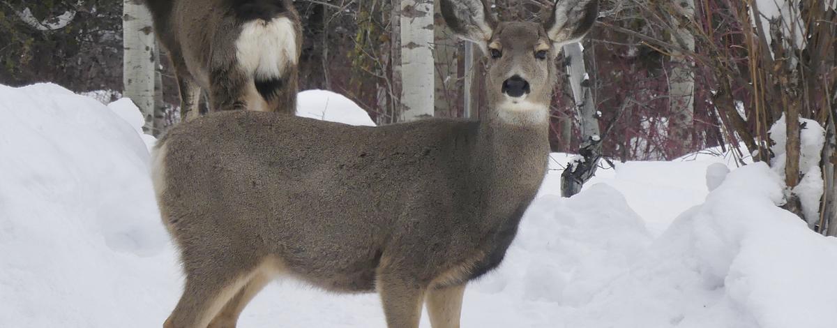 mule deer, winter, snow 