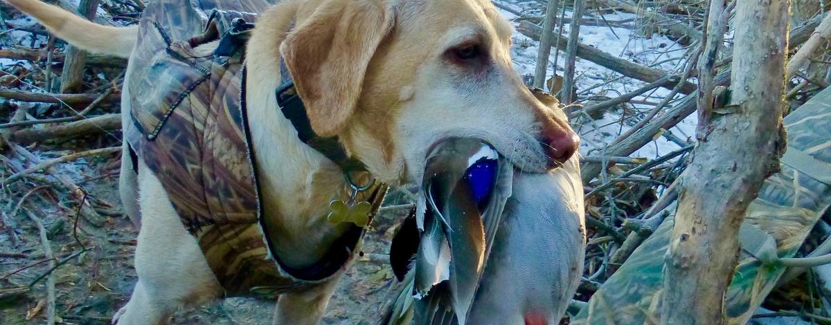 Idaho's WMAs provide a bounty of waterfowl hunting opportunities