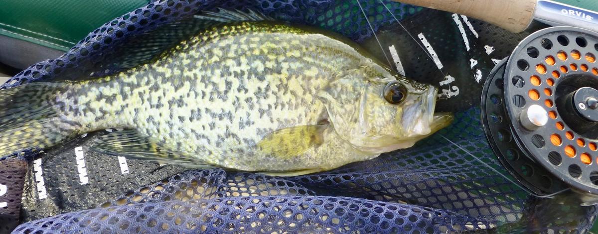 An angler's guide to crappie and crappie fishing