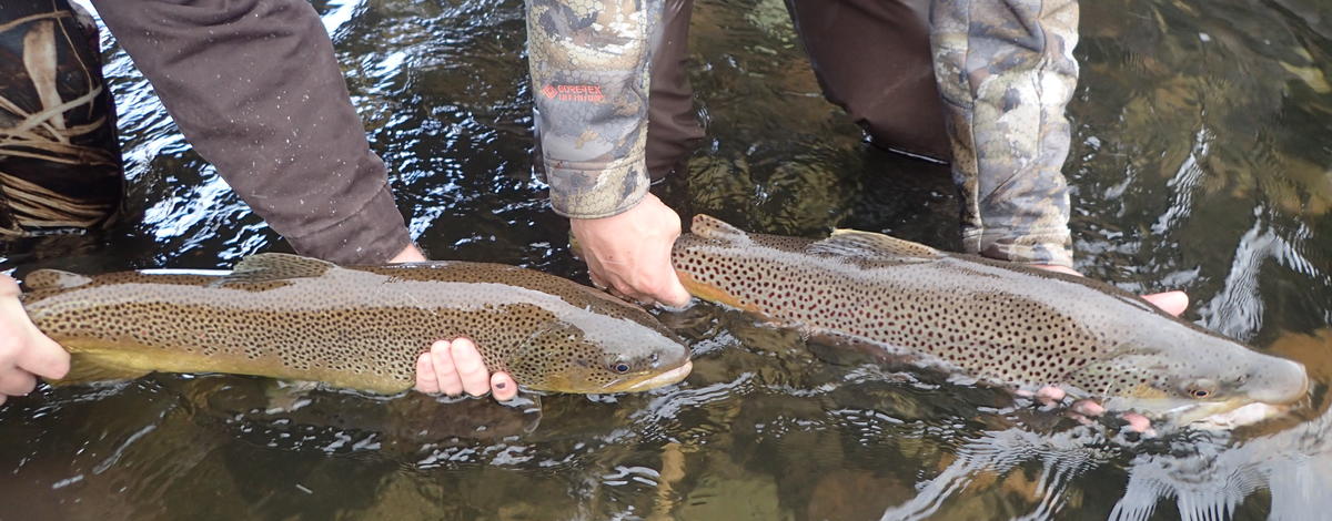 Lower Boise River Brown Trout (2019)