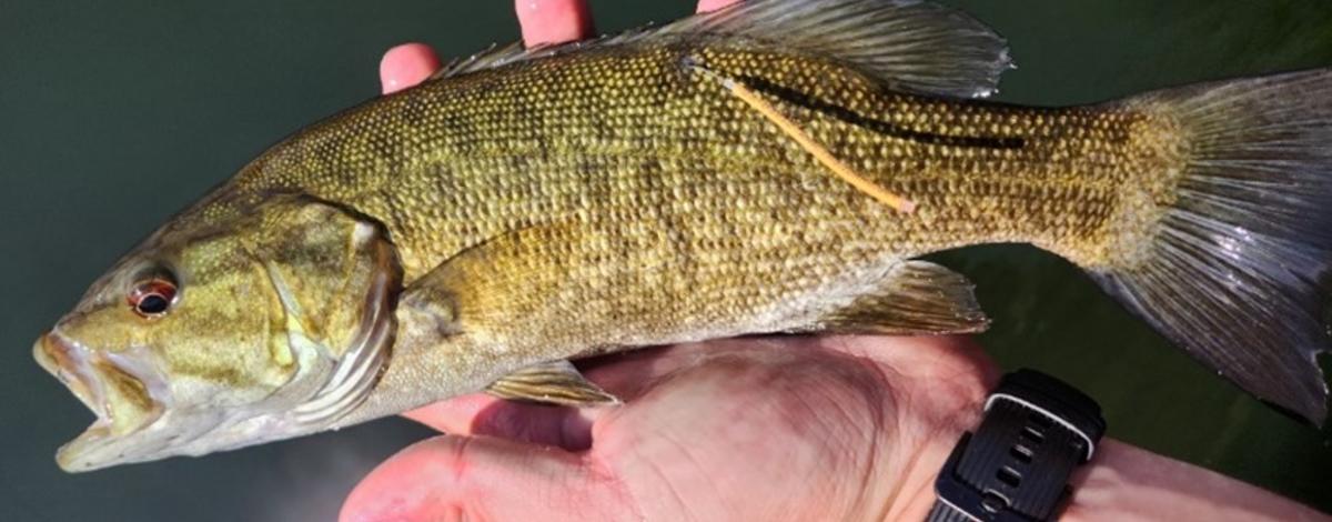 Smallmouth bass tagged and released by Idaho Fish and Game staff