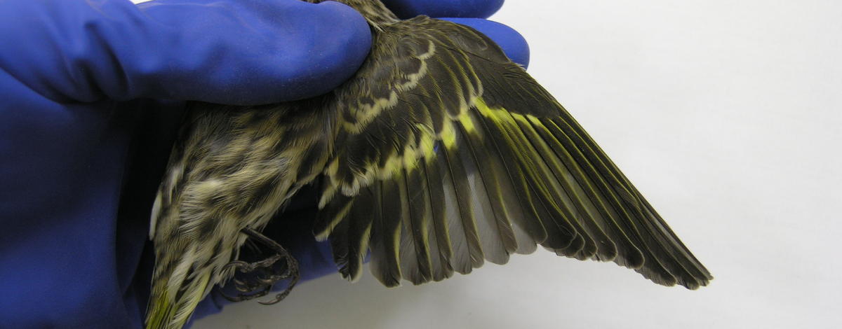 pine-siskin_cdfw_wildlife_investigations_lab