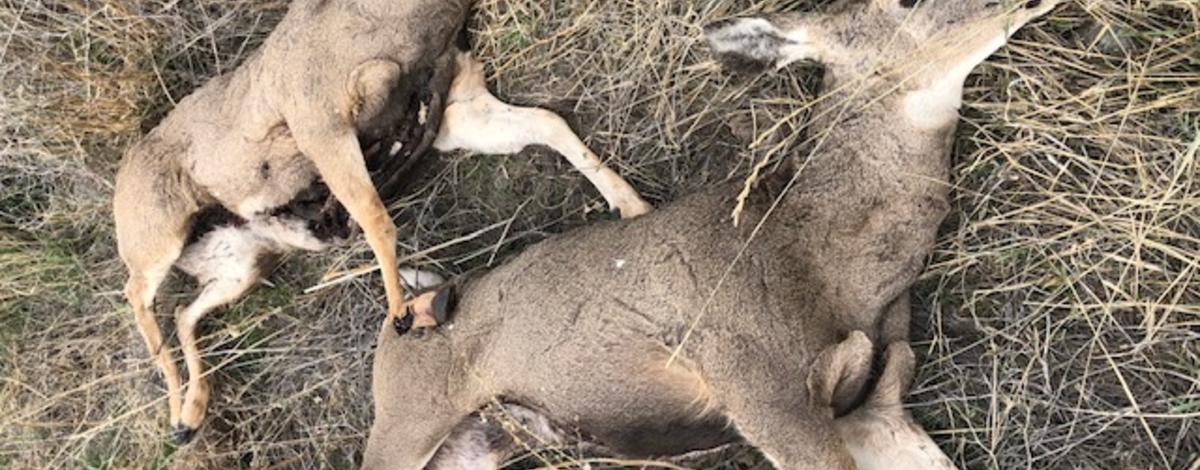 poached_deer_south_of_if_10-21-19