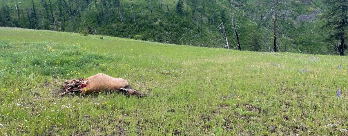 Illegal elk near Whitebird, ID