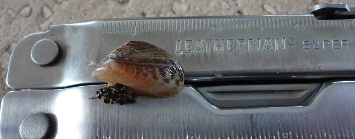 An adult quagga mussel.