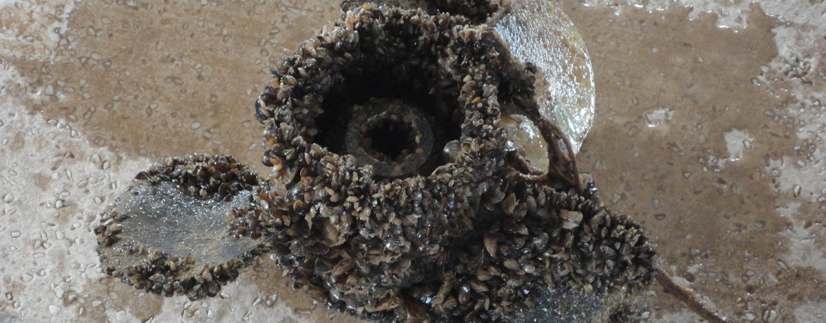 Quagga mussels on a propeller, not from the Snake River. 