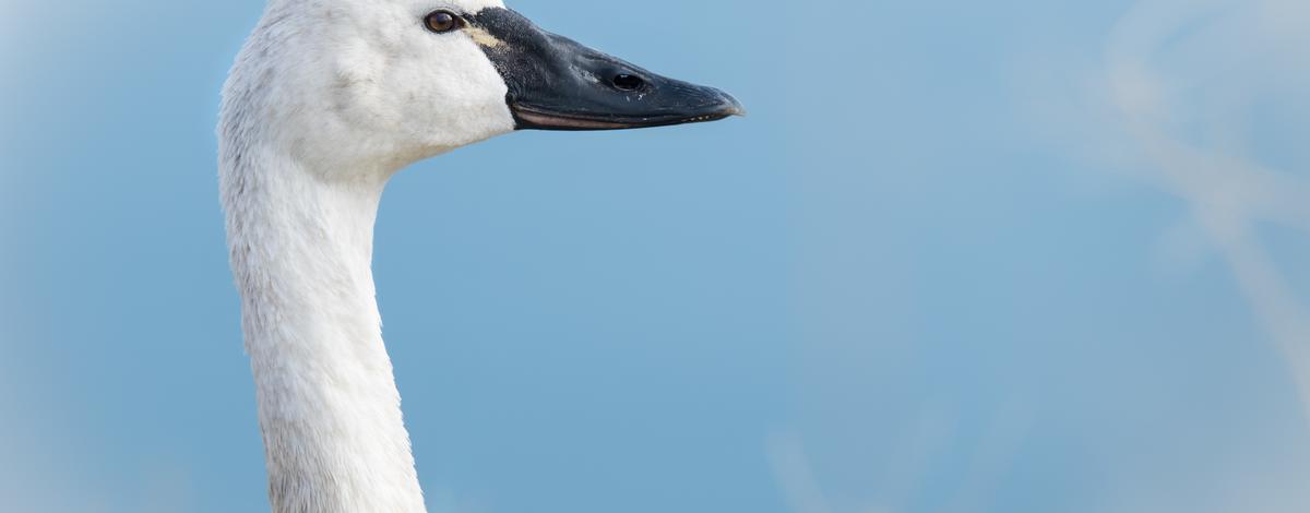 quiz-swan-course-q7-which-species