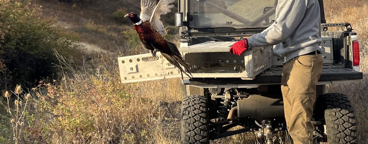 Redbird pheasant release