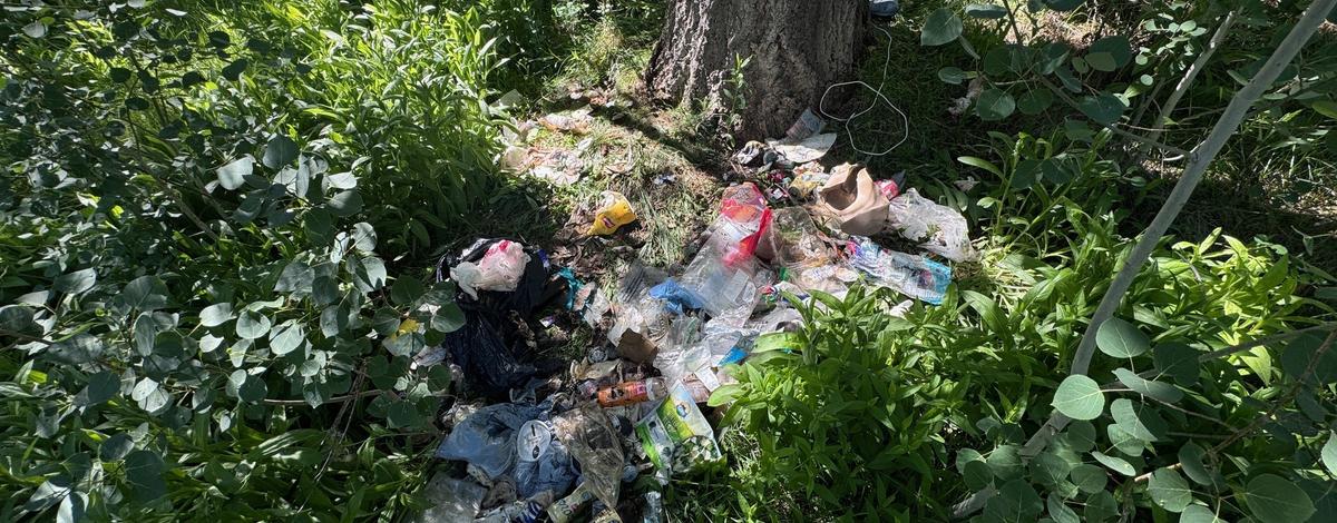 Large amount of residential garbage after a black bear finds an unsecured garbage cart