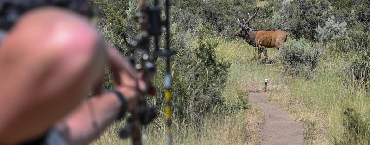 Shooting a compound bow at the Boise River WMA 3D archery range