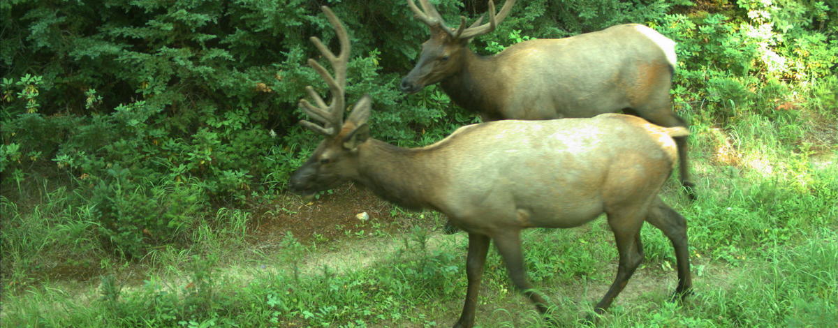 game remote trail camera elk 1237.jpg