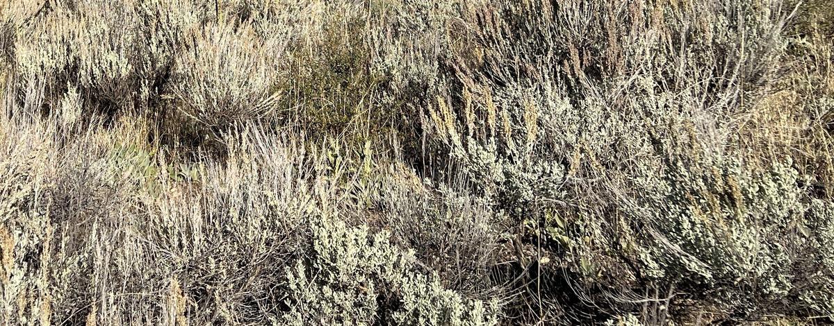 Sagebrush
