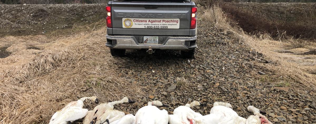 Swans illegally shot and left to waste near Saint Maries in North Idaho