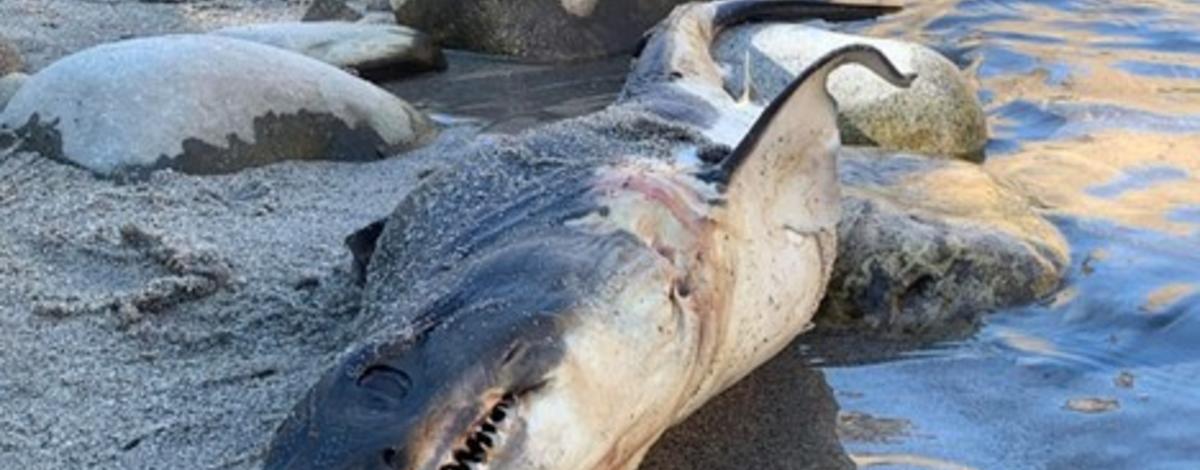 Shark found on the bank of the Salmon River