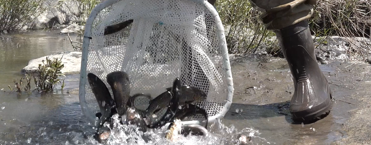 Fish being poured out of a net and into the lower Big Lost river