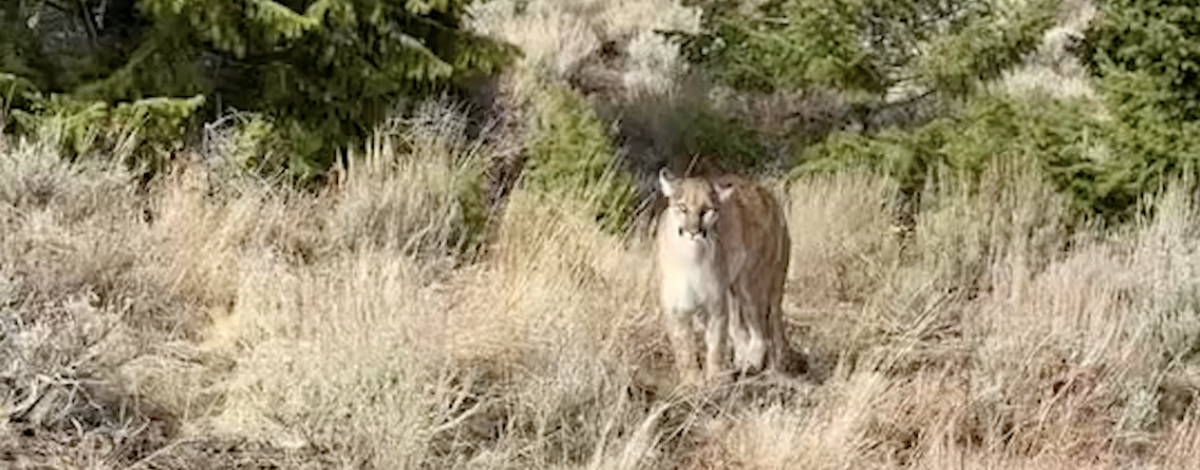 A mountain lion stands between a wildlife technician and a GPS-collared deer carcass in the Owyhees
